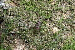 Smeringopus.pallidus.male.-.takinawa by Akio Tanikawa. Used under a CC BY-SA 2.5 license.