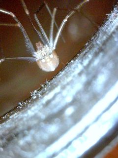 Spermophora senoculata 013732 by Patrick Edwin Moran. Used under a CC BY-SA 3.0 license.
