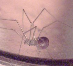 Spermophora senoculata 023327 by Patrick Edwin Moran. Used under a CC BY-SA 3.0 license.