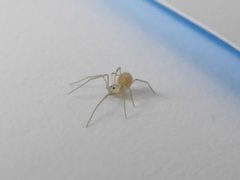 Spermophora senoculata Trento 01 by Syrio. Used under a CC BY-SA 4.0 license.