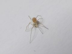Spermophora senoculata Trento 02 by Syrio. Used under a CC BY-SA 4.0 license.
