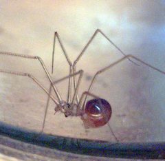 Spermophora senoculata pedipalps by Patrick Edwin Moran. Used under a CC BY-SA 3.0 license.