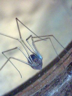 Spermophora senoculata plumose 020905 by Patrick Edwin Moran. Used under a CC BY-SA 3.0 license.
