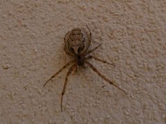 Zygiella x-notata 01 by Syrio. Used under a CC BY-SA 4.0 license.