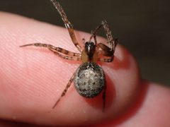 Zygiella x-notata 85564542 by Shaun. Used under a CC BY 4.0 license.