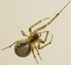 Zygiella x-notata f by Ian Pembroke. Used under a CC BY-SA 3.0 license.