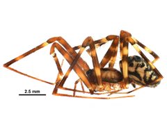 Pimoa altioculata f by CBG Photography Group, Centre for Biodiversity Genomics. Used under a CC0 license.