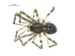 Pimoa altioculata i by G. Blagoev, Centre for Biodiversity Genomics. Used under a CC BY-SA 3.0 license.