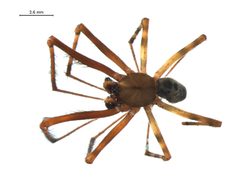 Pimoa altioculata m by G. Blagoev, Centre for Biodiversity Genomics. Used under a CC BY-SA 3.0 license.