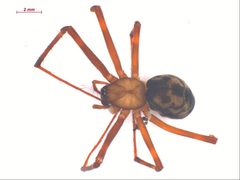 Pimoa haden by CBG Photography Group, Centre for Biodiversity Genomics. Used under a CC BY-SA 3.0 license.