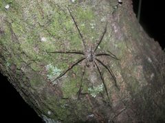 Dolomedes albineus by John. Used under a CC BY 2.0 license.