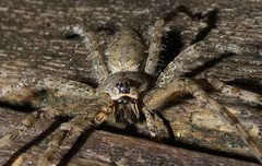 Dolomedes albineus 216928299 by kcthetc1. Used under a CC0 license.