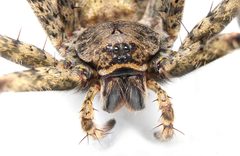 Dolomedes albineus 401384979 by Matthew Lindsey. Used under a CC BY 4.0 license.