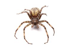Dolomedes albineus 401385019 by Matthew Lindsey. Used under a CC BY 4.0 license.