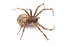 Dolomedes albineus 401385028 by Matthew Lindsey. Used under a CC BY 4.0 license.