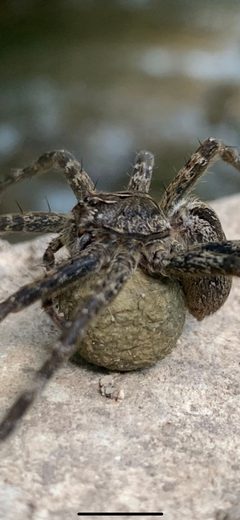 Dolomedes-scriptus-fishing-spider by KaitlynSki. Used under a CC BY-SA 4.0 license.