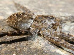 Dolomedes scriptus 225916019 by Bruce Cook. Used under a CC0 license.