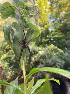Dolomedes scriptus 230198823 by Shawn Severance. Used under a CC0 license.
