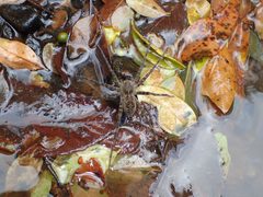 Dolomedes scriptus 23324753 by John P Friel. Used under a CC BY 4.0 license.