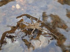 Dolomedes scriptus 23324768 by John P Friel. Used under a CC BY 4.0 license.