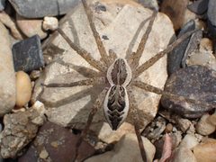 Dolomedes scriptus 68081301 by John Abrams. Used under a CC BY 4.0 license.
