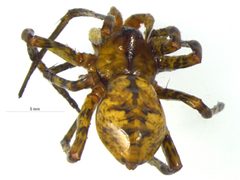 Dolomedes scriptus Great Smoky Mountains National Park by CBG Photography Group, Centre for Biodiversity Genomics. Used under a CC BY-SA 3.0 license.
