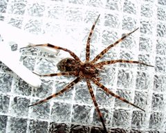 Dolomedes tenebrosus 1 PEM by wikipedia. Used under a CC BY-SA 3.0 license.