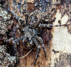 Dolomedes tenebrosus 193673815 by John Benning. Used under a CC BY-SA 4.0 license.