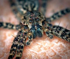 Dolomedes tenebrosus eyeset by WanderingMogwai. Used under a CC BY-SA 4.0 license.