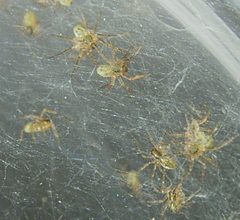 D triton nursery by wikipedia. Used under a PD license.