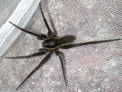 Dolomedes triton by Pompilid. Used under a CC BY-SA 3.0 license.