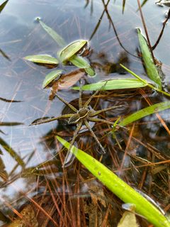 Dolomedes triton 129329911 by evangrimes. Used under a CC BY 4.0 license.