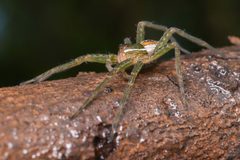 Dolomedes triton 129460322 by Diego Huet. Used under a CC BY 4.0 license.