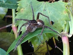 Dolomedes triton 163201344 by mfeaver. Used under a CC BY 4.0 license.