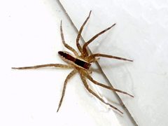 Pisaura brevipes by Patrick Edwin Moran. Used under a CC BY-SA 3.0 license.