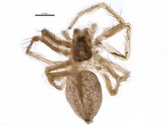 Pisaurina brevipes Ontario by CBG Photography Group, Centre for Biodiversity Genomics. Used under a CC0 license.