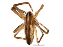 Pisaurina dubia f by CBG Photography Group, Centre for Biodiversity Genomics. Used under a CC BY-SA 3.0 license.