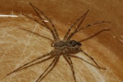 Tinus peregrinus by Juan Cruzado Cortés. Used under a CC BY-SA 4.0 license.