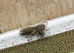 Admestina tibialis 11055470 by Meghan Cassidy. Used under a CC BY-SA 4.0 license.