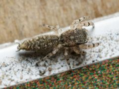 Admestina tibialis 11055470 crop by Meghan Cassidy. Used under a CC BY-SA 4.0 license.