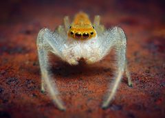 Adult Male Hentzia mitrata Jumping Spider by Thomas Shahan. Used under a CC BY 2.0 license.