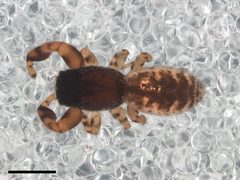 Admestina wheeleri dorsal view by Kaldari. Used under a CC0 license.