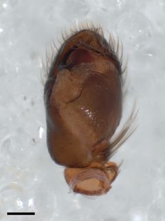 Admestina wheeleri pedipalp 01 by Kaldari. Used under a CC0 license.