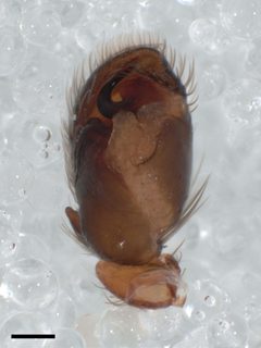 Admestina wheeleri pedipalp 02 by Kaldari. Used under a CC0 license.