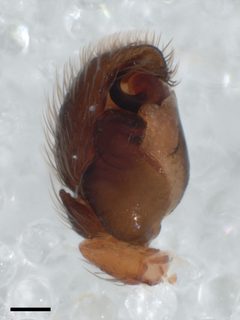 Admestina wheeleri pedipalp 03 by Kaldari. Used under a CC0 license.