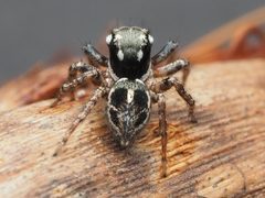 Anasaitis canosa 110567852 by Zygy. Used under a CC0 license.