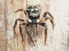 Anasaitis canosa 110567893 by Zygy. Used under a CC0 license.