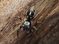 Anasaitis canosa 110567915 by Zygy. Used under a CC0 license.