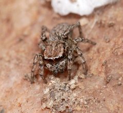 Female Attinella dorsata 192731014 by Tobi (he/him). Used under a CC BY 4.0 license.