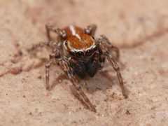 Male Attinella dorsata 192730311 by Tobi (he/him). Used under a CC BY 4.0 license.